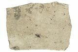 Detailed Fossil Marsh Fly (Tetanocera) - Cereste, France #290768-1